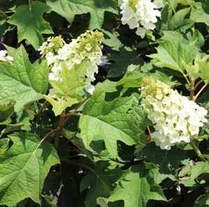 MUNCHKIN DWARF OAKLEAF HYDRANGEA