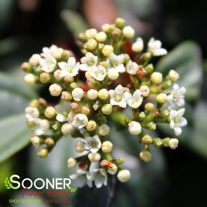 MOONLIT LACE® VIBURNUM