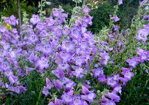 CHA CHA™ LAVENDER BEARDTONGUE