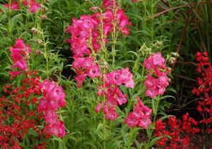 CHA CHA™ PINK BEARDTONGUE