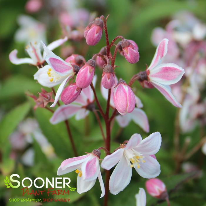 YUKI CHERRY BLOSSOM® DEUTZIA