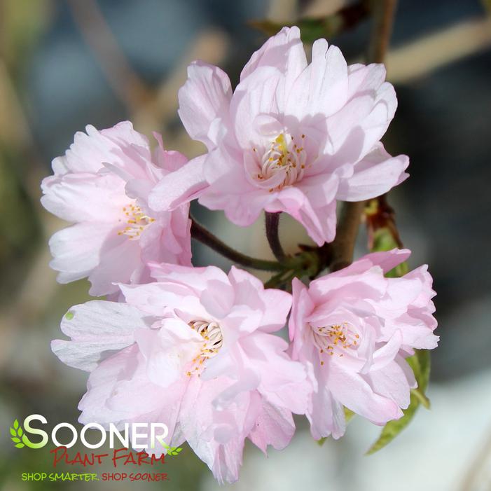 HIGAN WEEPING DOUBLE FLOWERING CHERRY