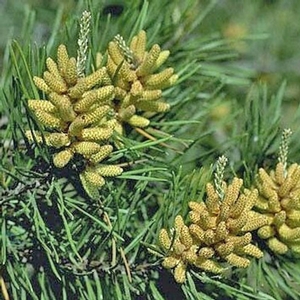 SHORTLEAF PINE