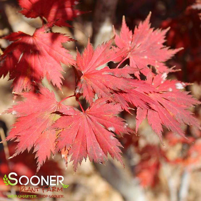 GLORIA UPRIGHT JAPANESE MAPLE