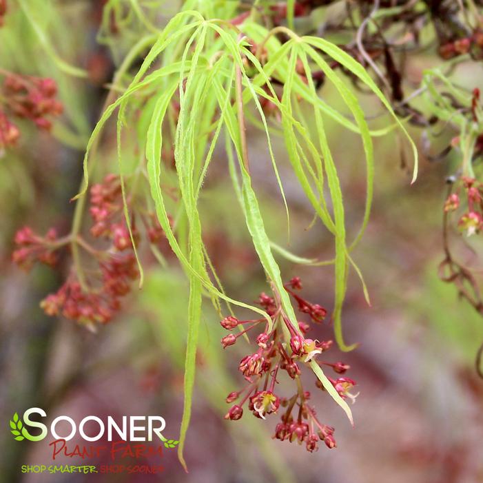 KOTO NO ITO UPRIGHT JAPANESE MAPLE