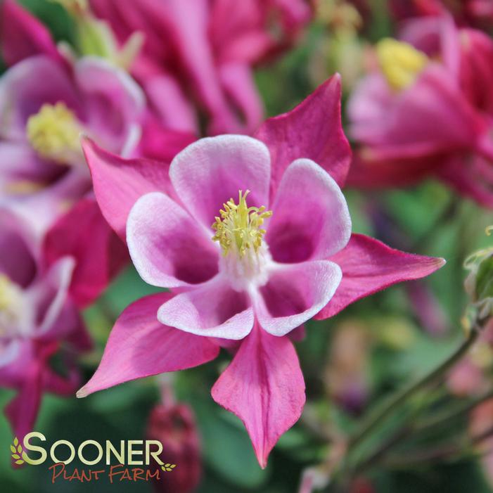 BIEDERMEIER COLUMBINE