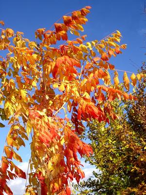 CORAL SUN® GOLDEN RAINTREE