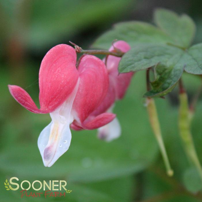 VALENTINE BLEEDING HEART