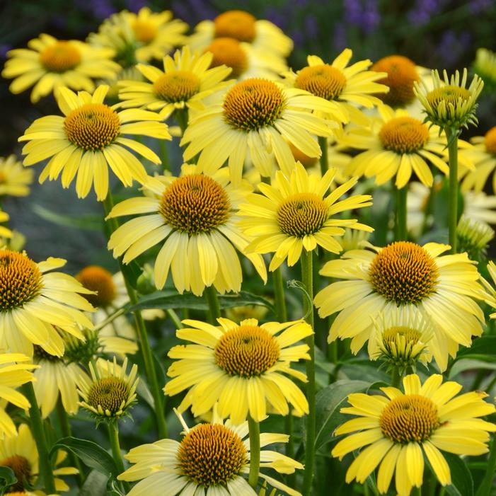 BUTTERFLY™ CLEOPATRA CONEFLOWER