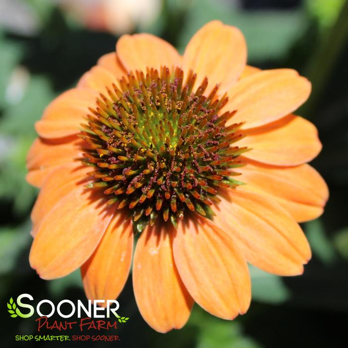 SOMBRERO® HOT CORAL CONEFLOWER