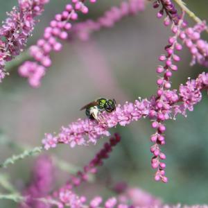 PINK CASCADE TAMARIX