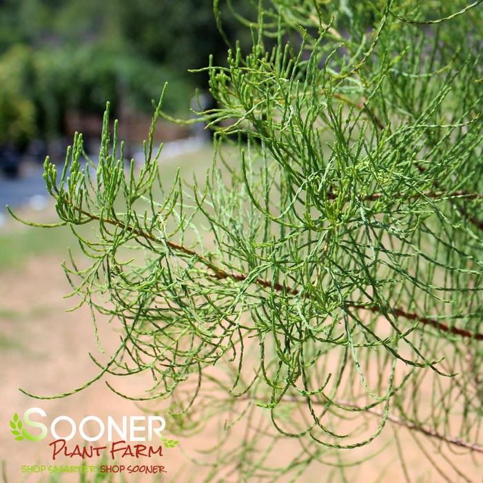 DEBONAIR™ POND CYPRESS