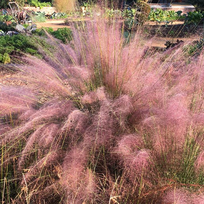 COASTAL MUHLY GRASS