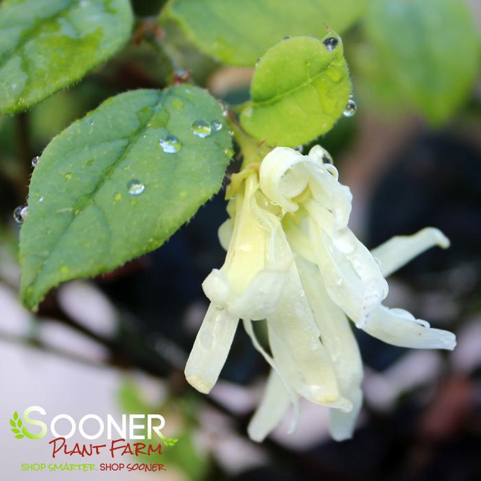 JAZZ HANDS WHITE® LOROPETALUM