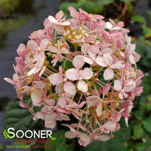 INVINCIBELLE® SPIRIT II HYDRANGEA