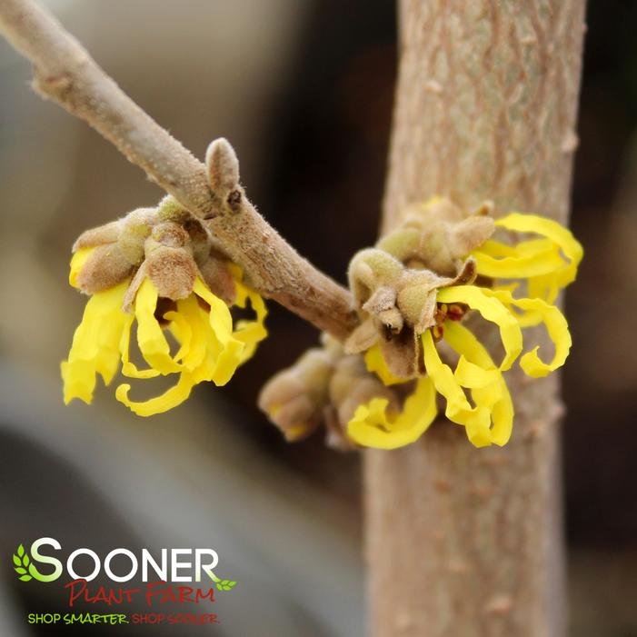 ARNOLD'S PROMISE WITCH HAZEL