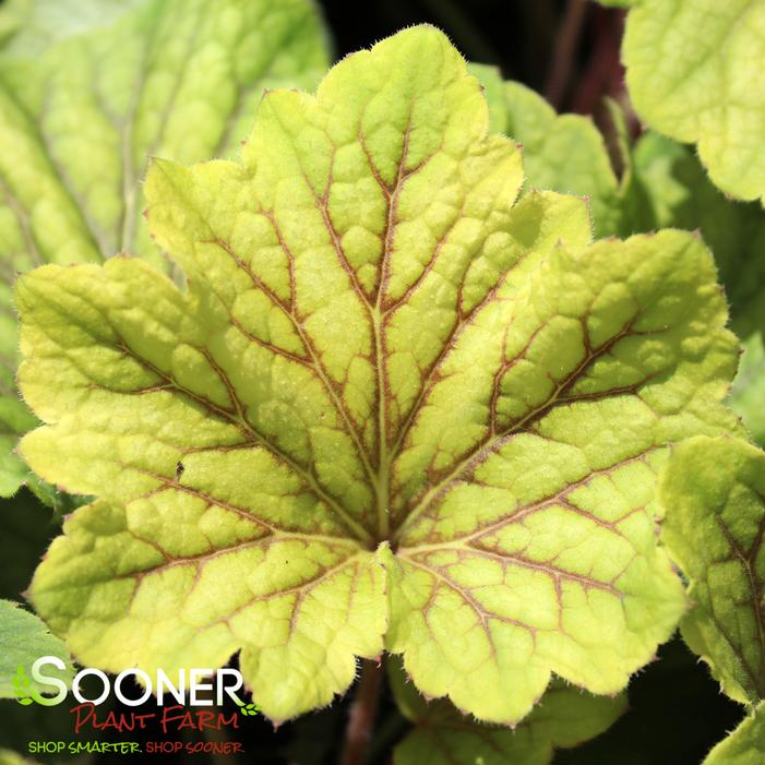 RED LIGHTNING CORAL BELLS