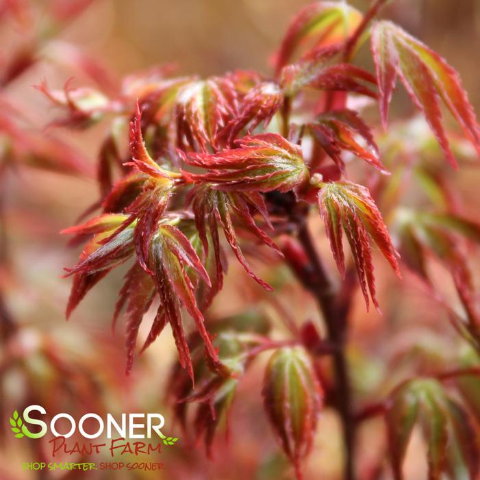 SHISHI YATSUBUSA DWARF UPRIGHT JAPANESE MAPLE