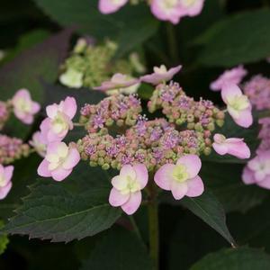 Tuff Stuff™ Red Hydrangea