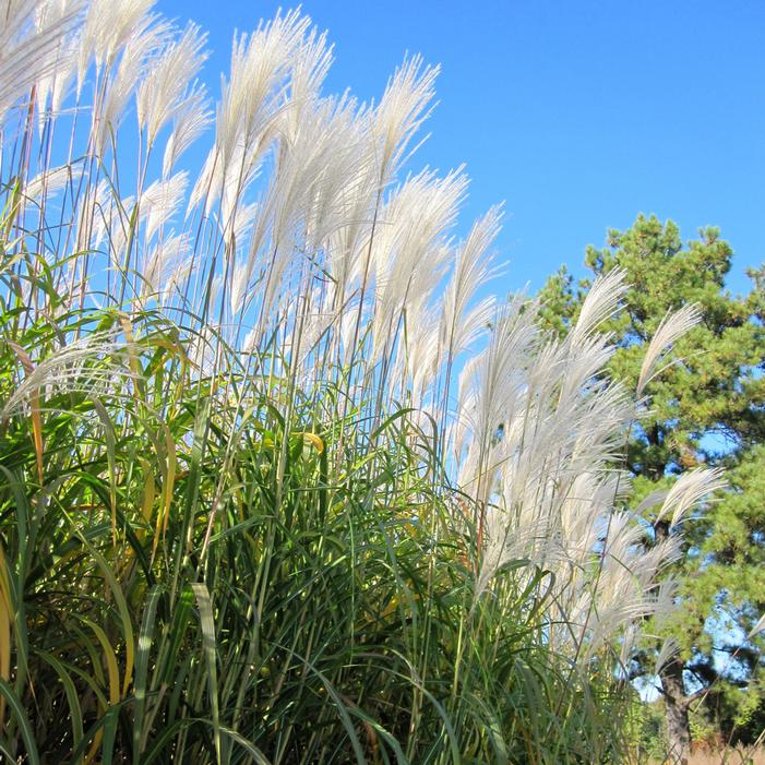 GIANT MAIDEN GRASS