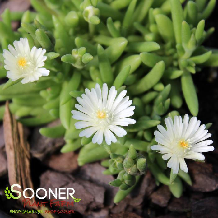 JEWEL OF DESERT MOONSTONE ICE PLANT