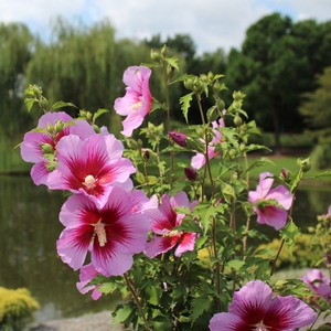 PURPLE PILLAR® ALTHEA