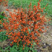 LITTLE GOBLIN® ORANGE WINTERBERRY HOLLY