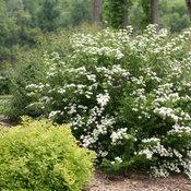 WEDDING CAKE® SPIRAEA