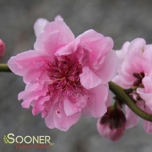 PEPPERMINT TWIST™ ORNAMENTAL PEACH