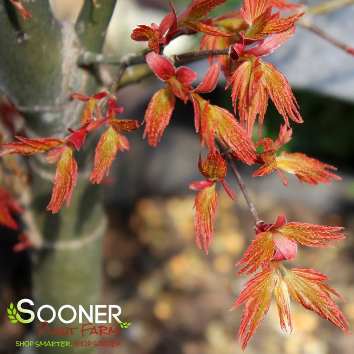 ORANGE DREAM UPRIGHT JAPANESE MAPLE