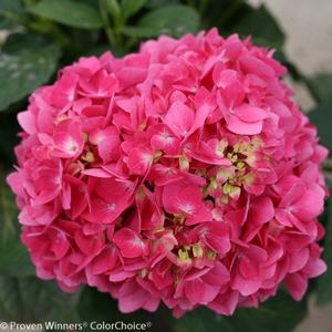 LET'S DANCE® RAVE® HYDRANGEA