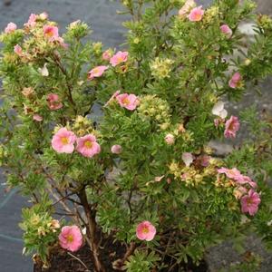 HAPPY FACE® PINK PARADISE POTENTILLA