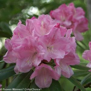 DANDY MAN® PINK RHODODENDRON