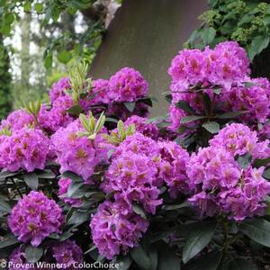 DANDY MAN® PURPLE RHODODENDRON