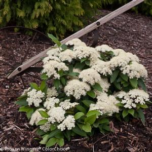 LIL' DITTY® WITHEROD VIBURNUM