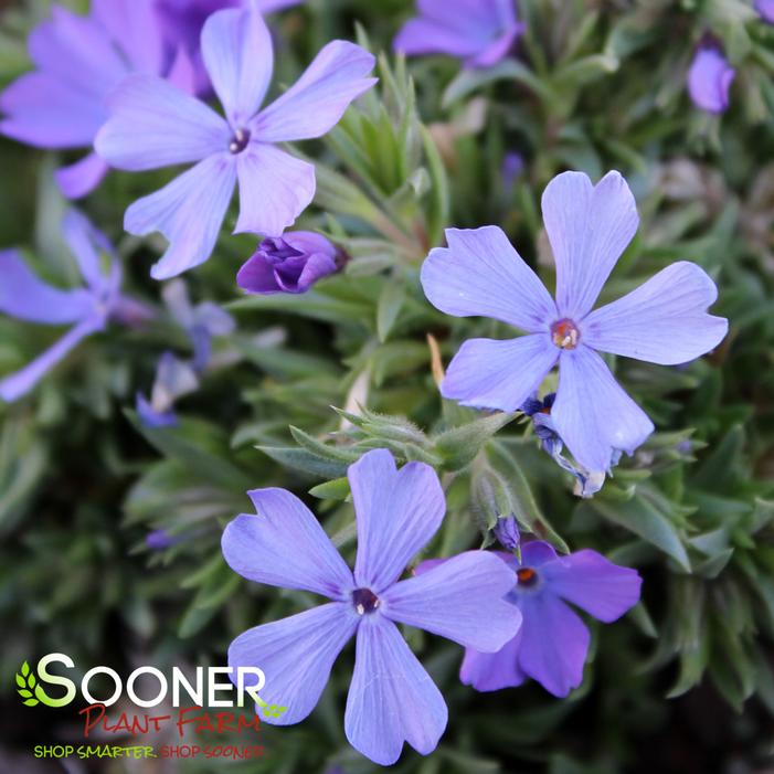 CREEPING VIOLET PINWHEELS PHLOX