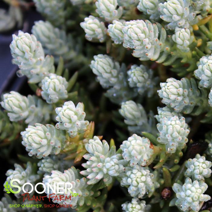 BLUE SPRUCE SEDUM