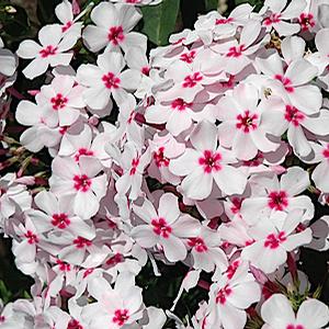 FLAME® WHITE EYE GARDEN PHLOX