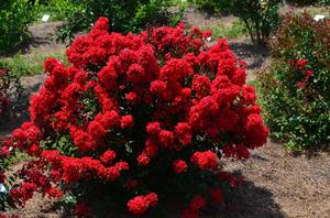 RED MAGIC™ CRAPEMYRTLE