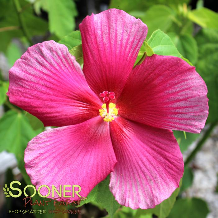 Image property of Sooner Plant Farm, Inc.