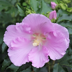 POLLYPETITE® DWARF ALTHEA