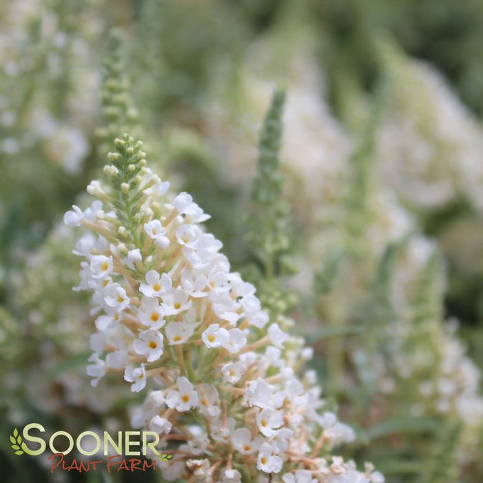 BUZZ® IVORY BUTTERFLY BUSH