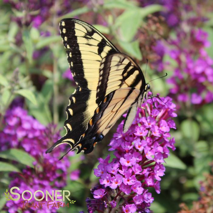 BUZZ® PURPLE BUTTERFLY BUSH