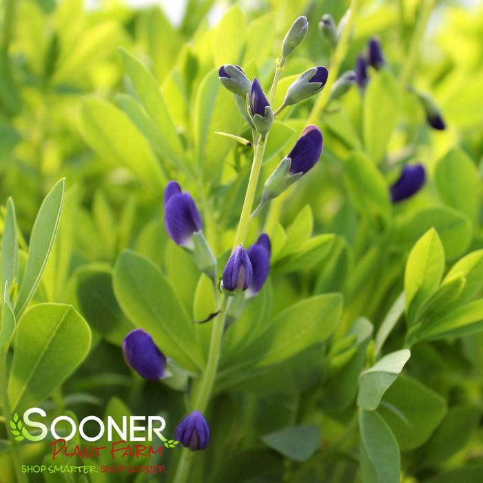 BLUE FALSE INDIGO