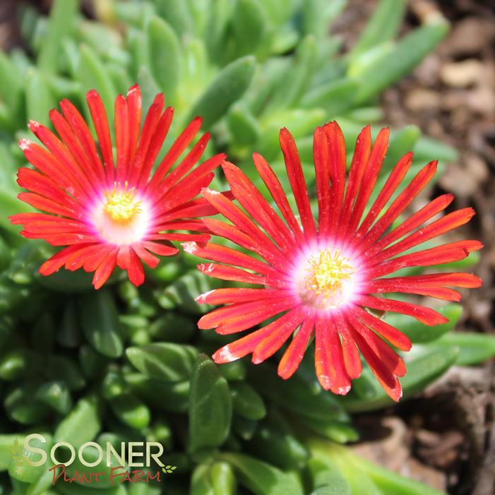 RED MOUNTAIN® FLAME ICE PLANT