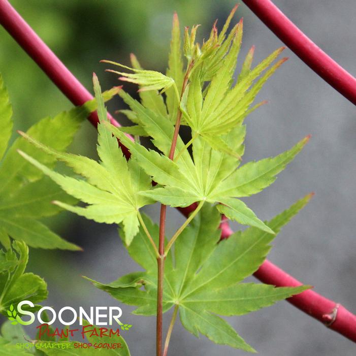 BENI KAWA CORAL BARK UPRIGHT JAPANESE MAPLE