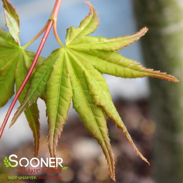 ORIDONO NISHIKI UPRIGHT JAPANESE MAPLE