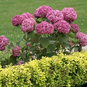 INVINCIBELLE® MINI MAUVETTE HYDRANGEA