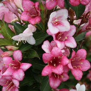 CZECHMARK TRILOGY® WEIGELA