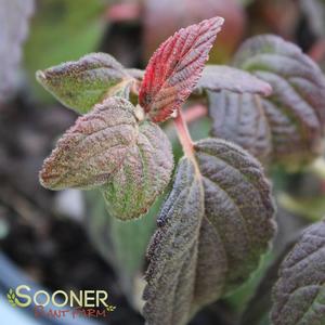 WABI-SABI® DOUBLEFILE VIBURNUM